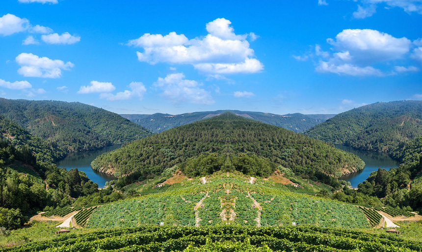 vinice v oblasti Vinho Verde